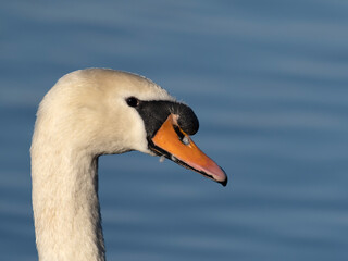 Obraz premium Mute swan, Cygnus olor
