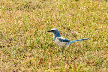 Scrub jay in the Merritt Island National Wildlife Refuge, Florida