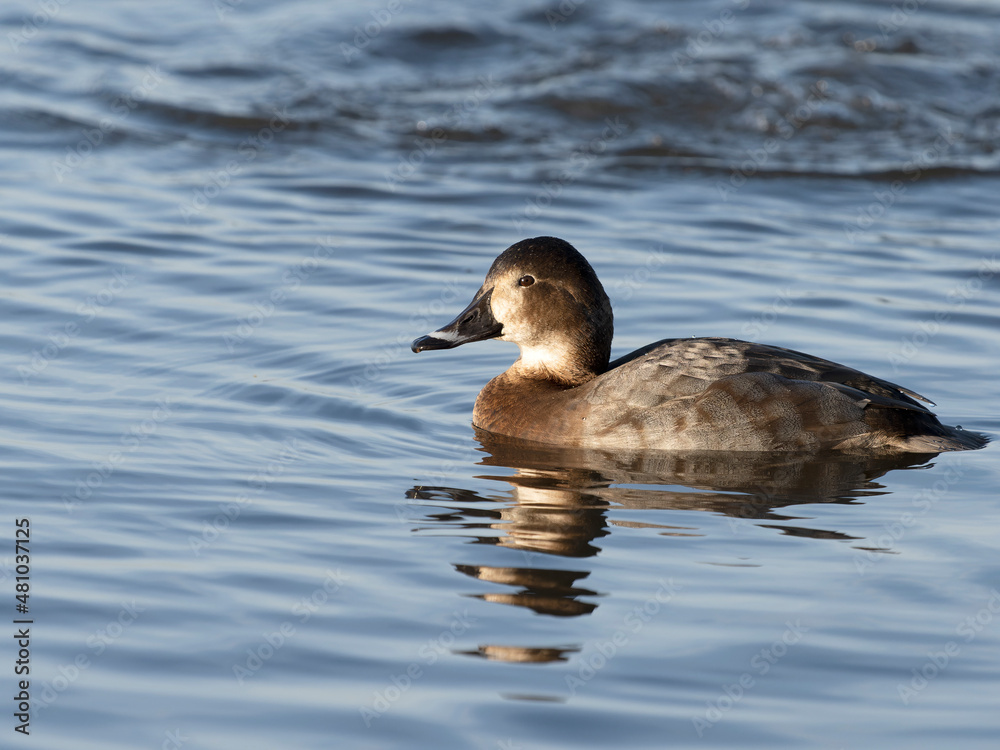 Sticker Northern pochard, Aythya ferina