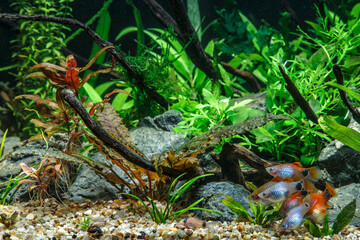 A green beautiful planted tropical freshwater aquarium with fishes.Freshwater aquarium fish, The Sail-fin molly, (Poecilia velifera ), gold, white, silver and dalmatin mutation