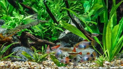 A green beautiful planted tropical freshwater aquarium with fishes.Freshwater aquarium fish, The...