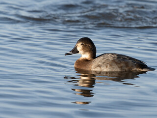 Northern pochard, Aythya ferina