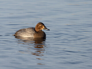 Northern pochard, Aythya ferina