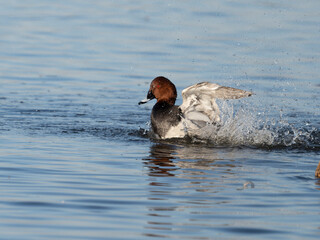 Northern pochard, Aythya ferina