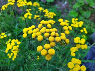 field of flowers