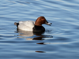 Northern pochard, Aythya ferina