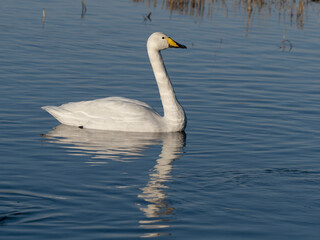 Obraz premium Whooper swan, Cygnus cygnus