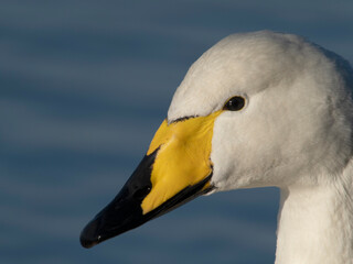 Whooper swan, Cygnus cygnus