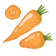 Carrot set. Vector illustration of fresh vegetable and slice in cartoon flat simple style.