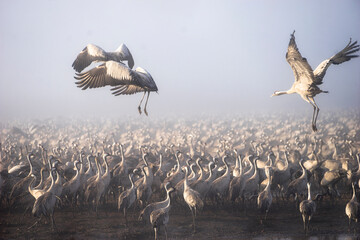 Cranes in Agmon Hula, Israel
