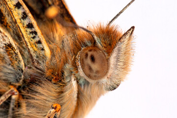 Macro shots, Beautiful nature scene. Closeup beautiful butterfly sitting on the flower in a summer garden.