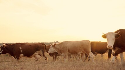 herd of cows walk across the field at sunset in the sky, farming, cattle in farmland at dawn,...