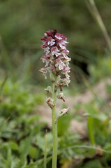 Burnt-tip orchis (Neotinea ustulata) on Palfries, Swiss Alps
