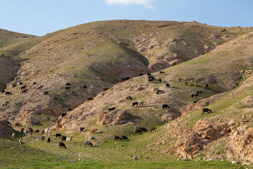 sheep grazing in the desert