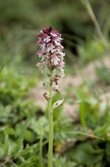 Burnt-tip orchis (Neotinea ustulata) on Palfries, Swiss Alps