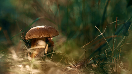 Forest mushroom edible in wild autumn woodland. Closeup boletus growing grass.