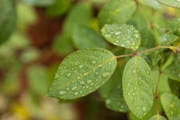 water drops on a leaf