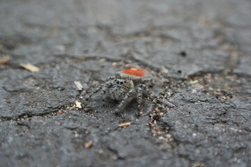 red back wolf spider