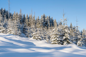 light and shadows on the snow in winter forest in sunshining day 