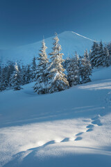 light spot on paths on snow in winter forest