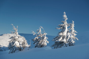 winter landscape in pine forest in Ukraine