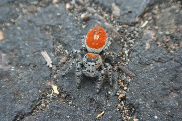 Red back wolf spider