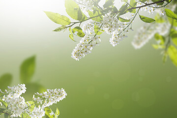 Spring flowers of bird cherry. Summer nature. Floral background, natural green eco design.
