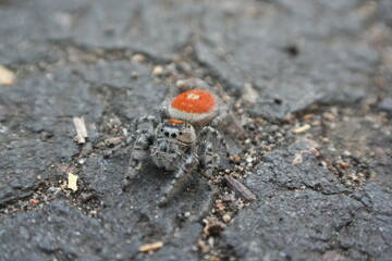 Furry Spider