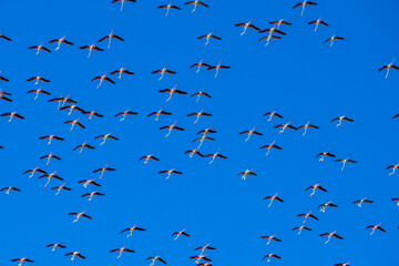 Grupo de Flamencos sobrevolando la Albufera de Valencia. Llegan las primeras migraciones flamencas. 