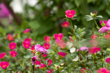 Flor onze-horas no jardim - portulaca grandiflora