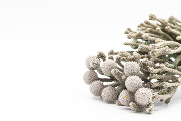 Plants called Silver brunia - can be used in the bouquet with flowers. A Brunia on the white...