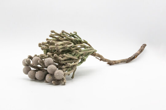 Plants called Silver brunia - can be used in the bouquet with flowers. A Brunia on the white background.