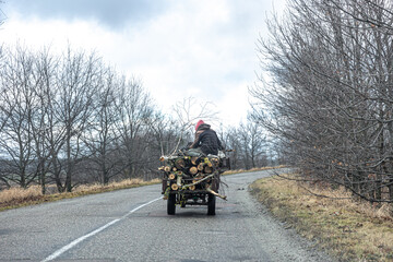 Fototapeta Cart with tree logs, rural landscape, back view. obraz