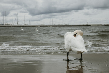 Standing swan is hiding hear head on the coast of stormy Baltic sea during the cloudy day