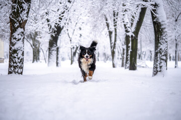 bernese mountain dog covered with snow walking through the big snow drifts. a lot of snow on winter streets