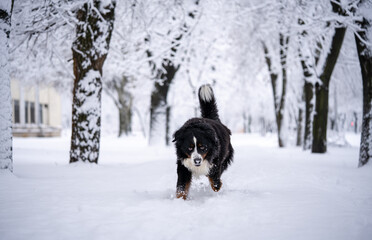 bernese mountain dog covered with snow walking through the big snow drifts. a lot of snow on winter streets
