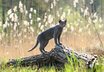Male cat of the Russian blue breed stands like a lion  hunting on a fallen tree and looks out for prey in the forest