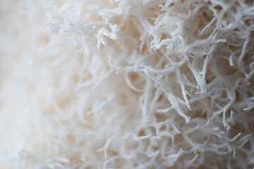 Hericium erinaceus mushroom monkey head mushroom, bearded © TaylerDerden