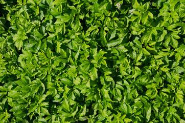 spring green grass leaves natural background