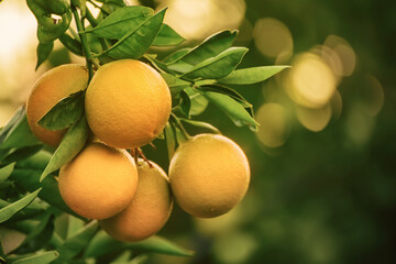 Orange garden with fruit
