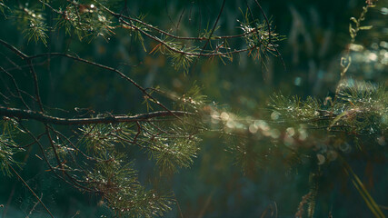 Fir wet green leaves on branch in calm meditative charming closeup rainforest.