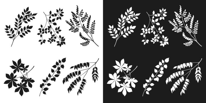 Tree branch collection, floral isolated black and white silhouettes. Hand drawn sketch. Vector elements for organic products package design, illustration of nature details, floral pattern and print