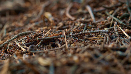 Wild insects crawling on brown forest ground. Little dangerous ants calm life.