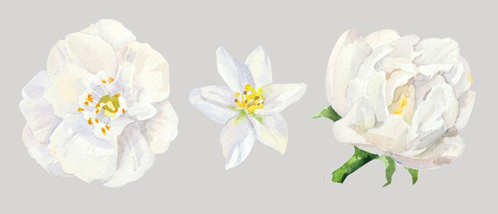 Watercolor hand painted jasmine flowers. Watercolor illustrations isolated on white background - obrazy, fototapety, plakaty