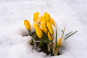 the first yellow flowers grow out of the snow spring.