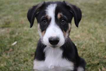 8 week old border collie puppy