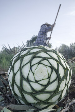 agave tequila mezcal jalisco