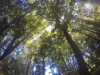 sun through trees