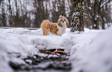 shih tzu dog walks in the park in winter
