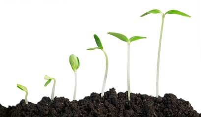 New life concept, little green plant in a dirt